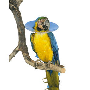 Colar-Elizabetano-Aves-Buster-100Mm-C-10 Colar-Elizabetano-Aves-Buster-100Mm-C-10