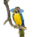 Colar-Elizabetano-Aves-Buster-140-Mm-C-10