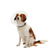 Colar-Elizabetano-Click-Buster-7-5Cm-Cx-Com-10-Un