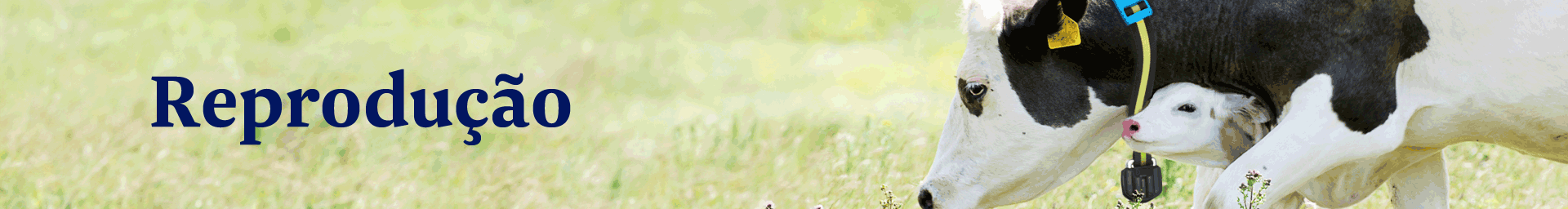 Banner Desk 1