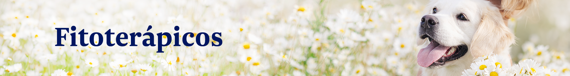 Banner Desk 1